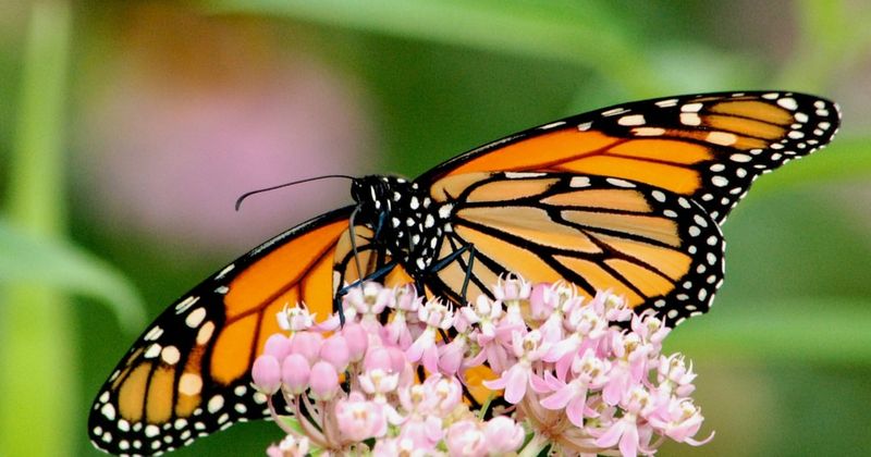 Monarch Butterflies