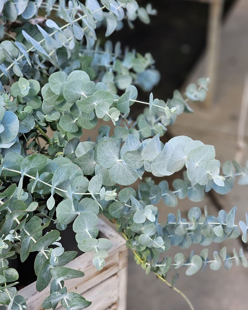 Eucalyptus