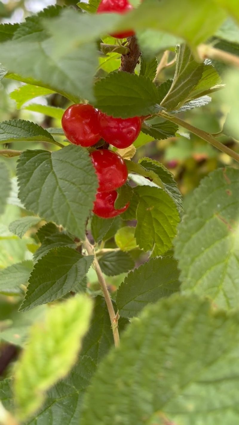 Nanking Cherry