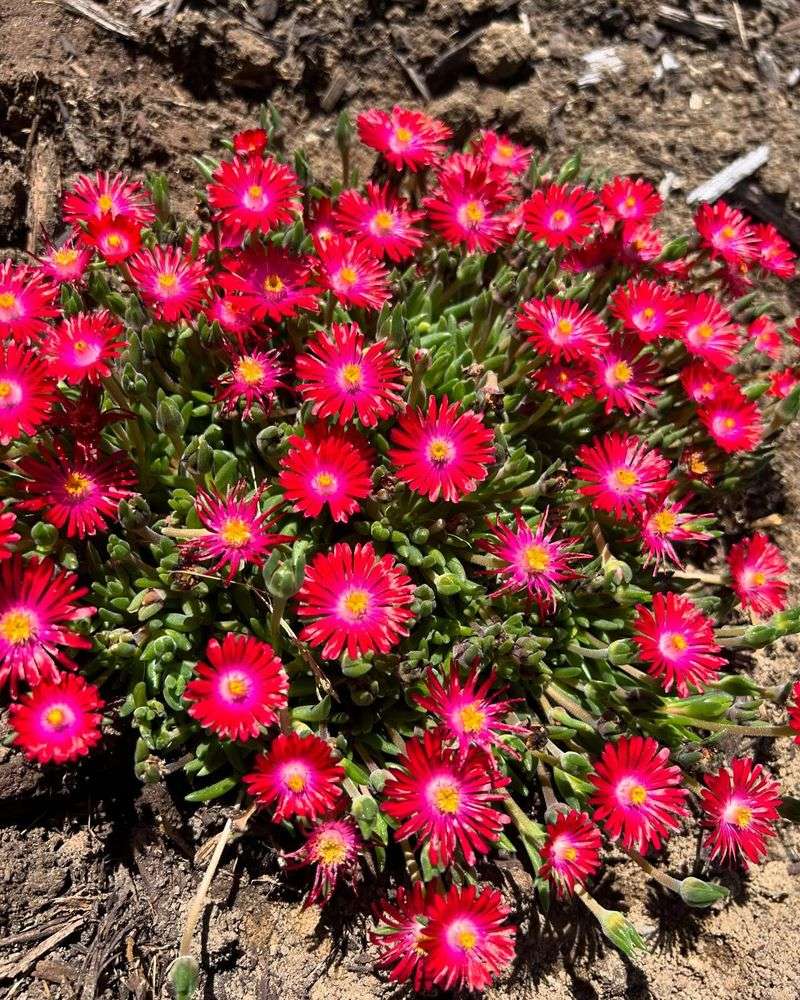 Ice Plant