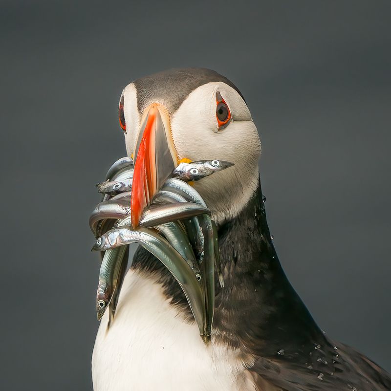 Fish-Carrying Champions