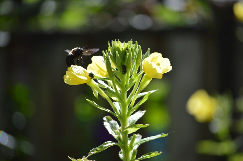 Evening Primrose