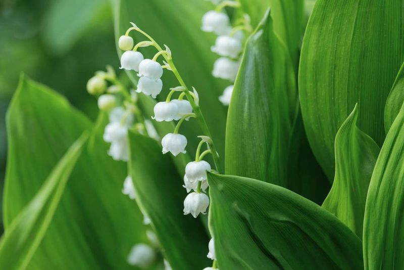 Lily-of-the-Valley
