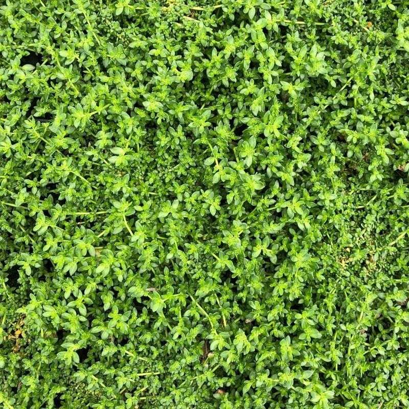 Rupturewort