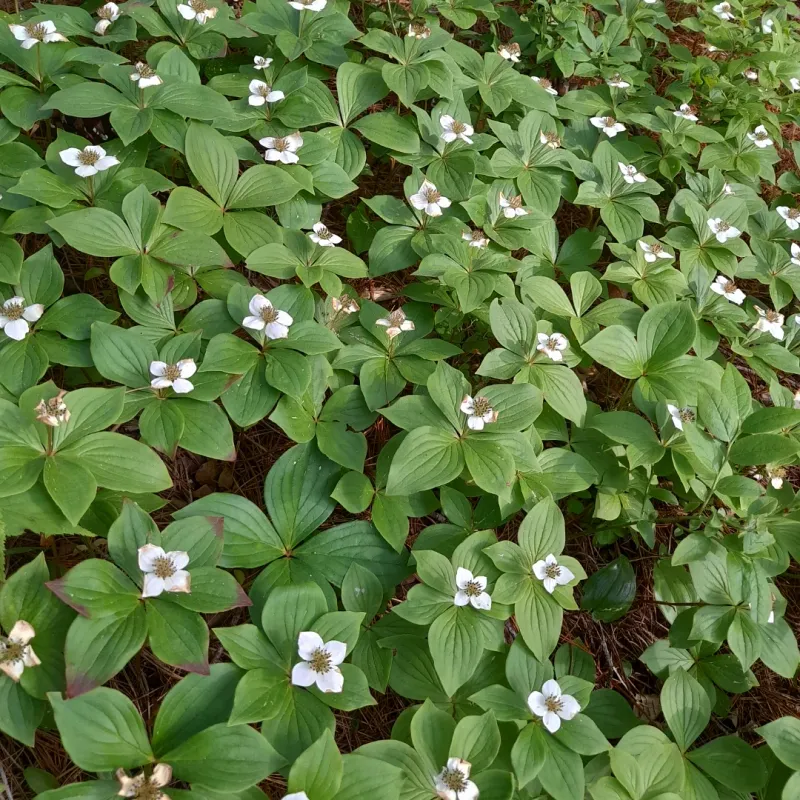 Bunchberry
