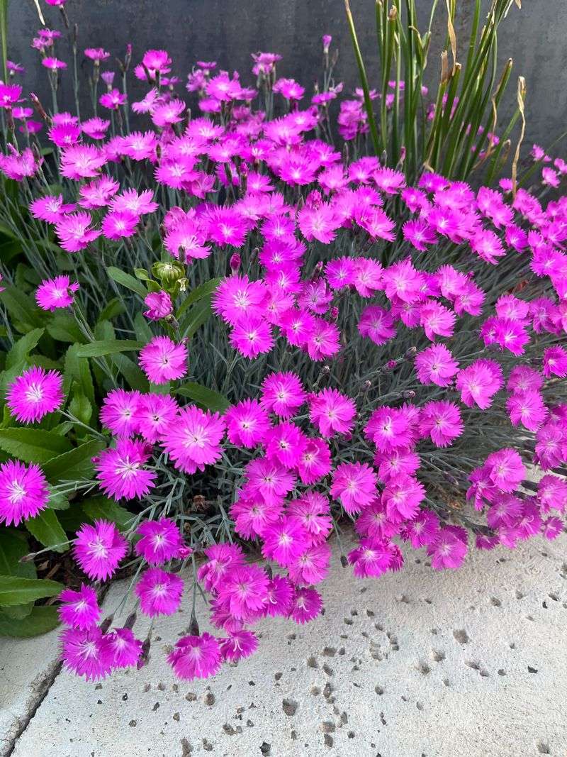 Dianthus