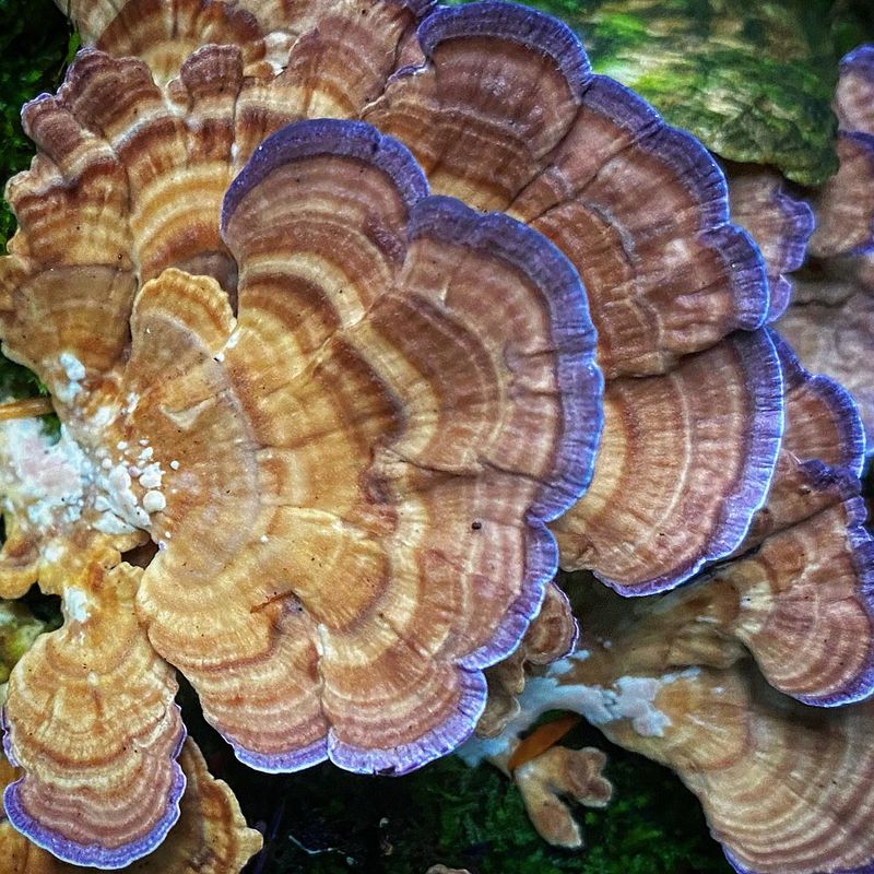 Violet-toothed Polypore (Trichaptum biforme)