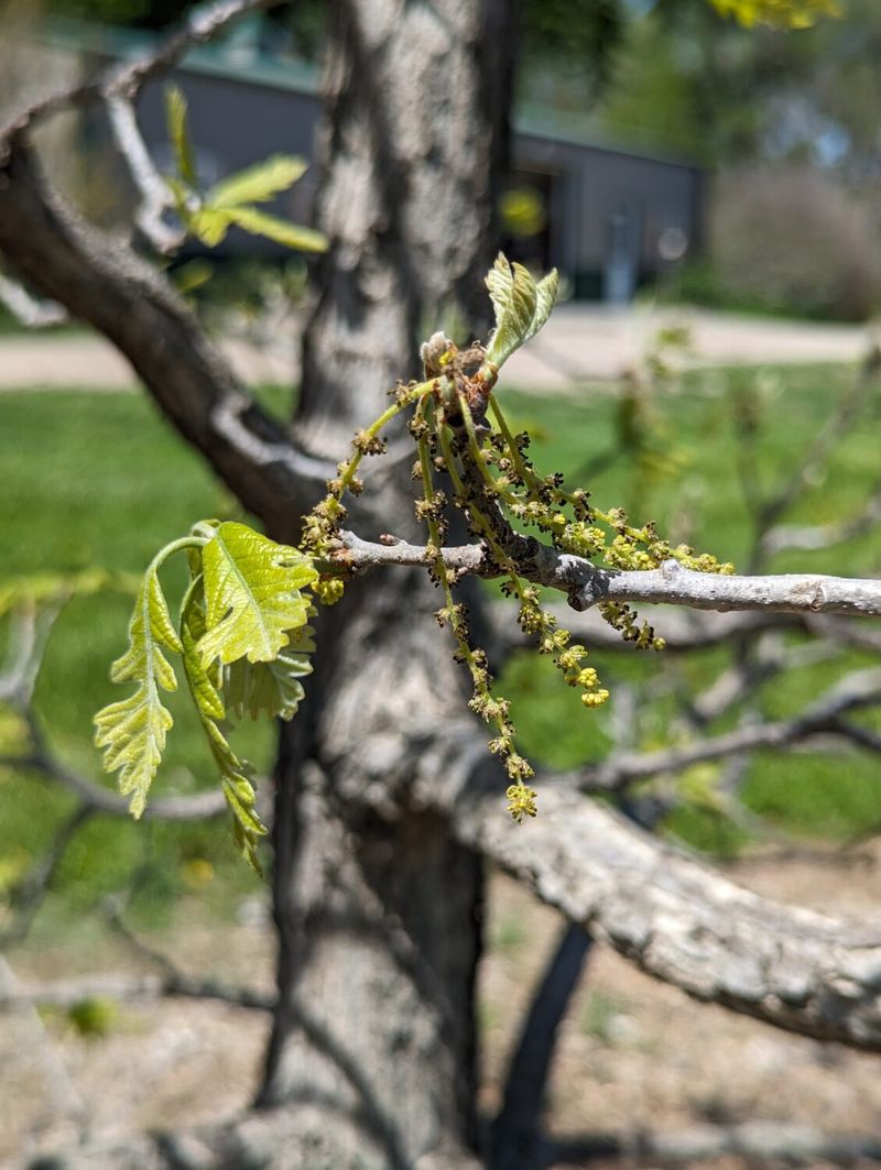 Oak Trees (Quercus)
