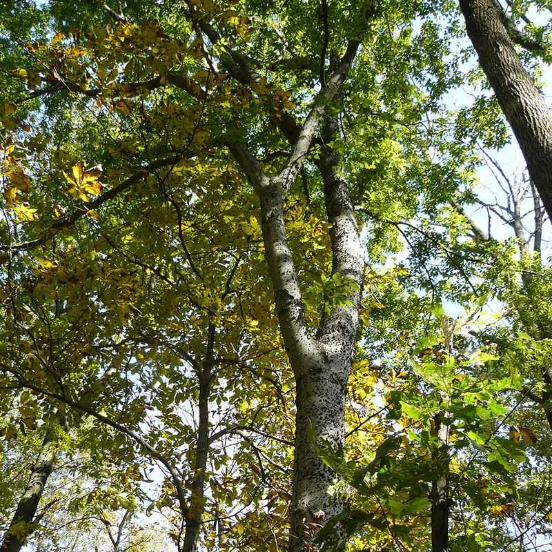 Hackberry Trees