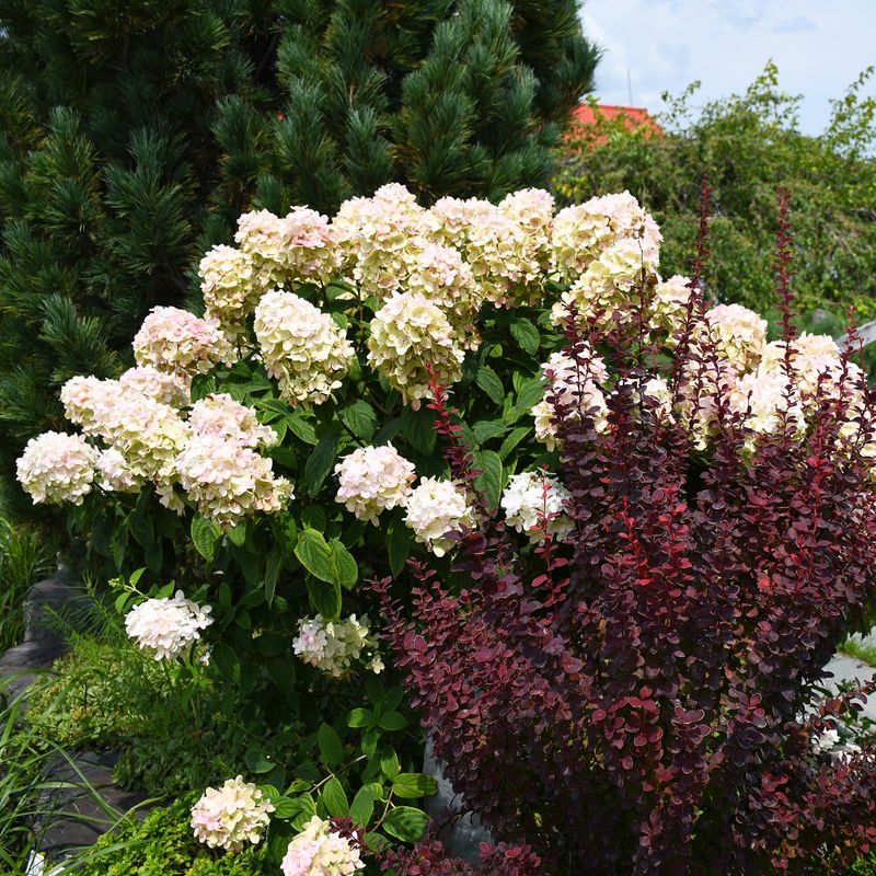 Viburnum