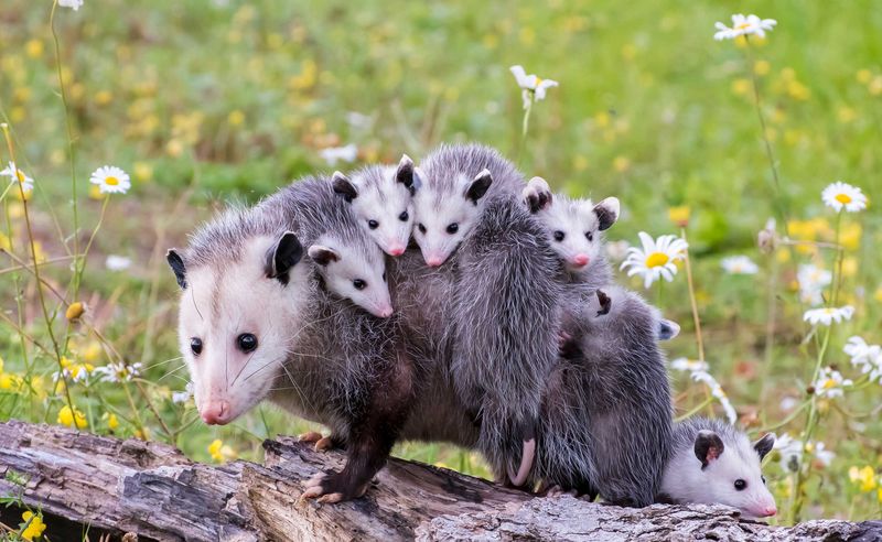 Opossums: Backyard Tick Terminators