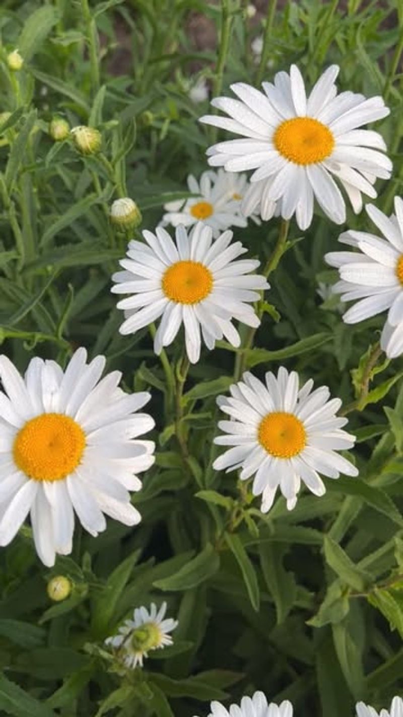 Shasta Daisies