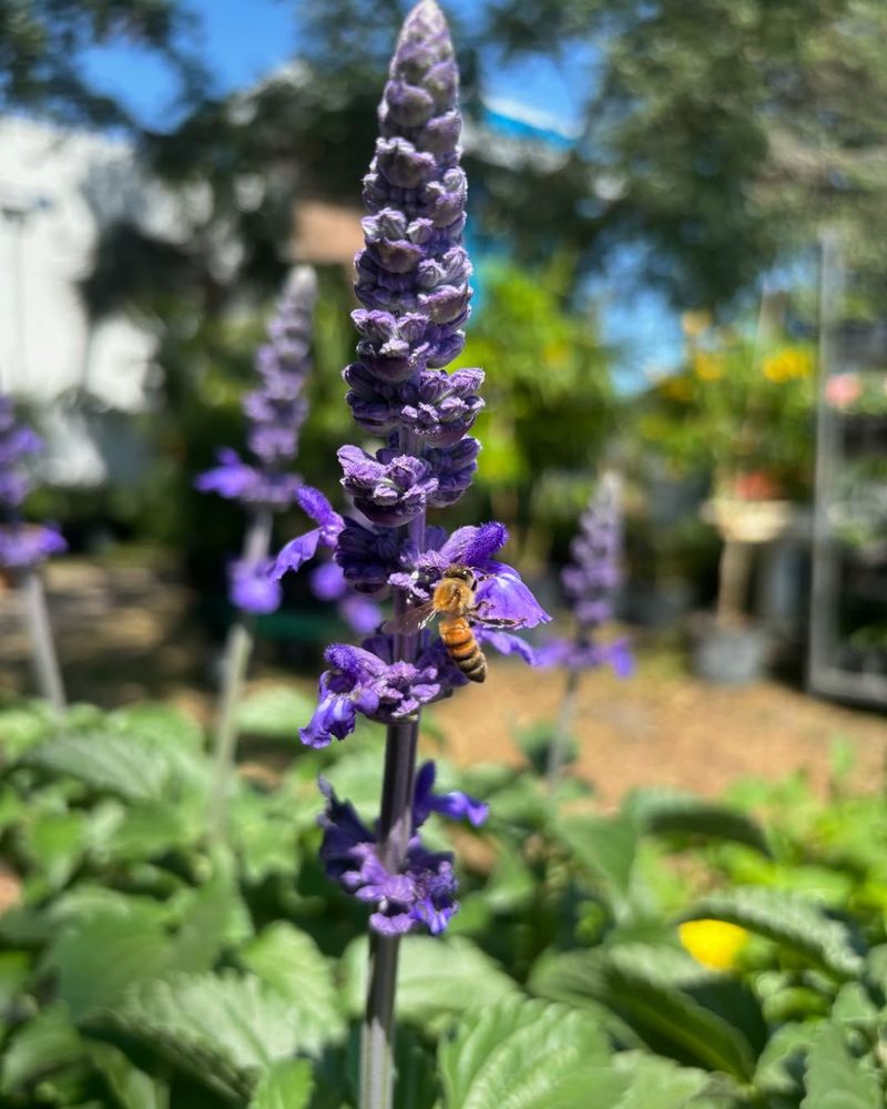 Salvia