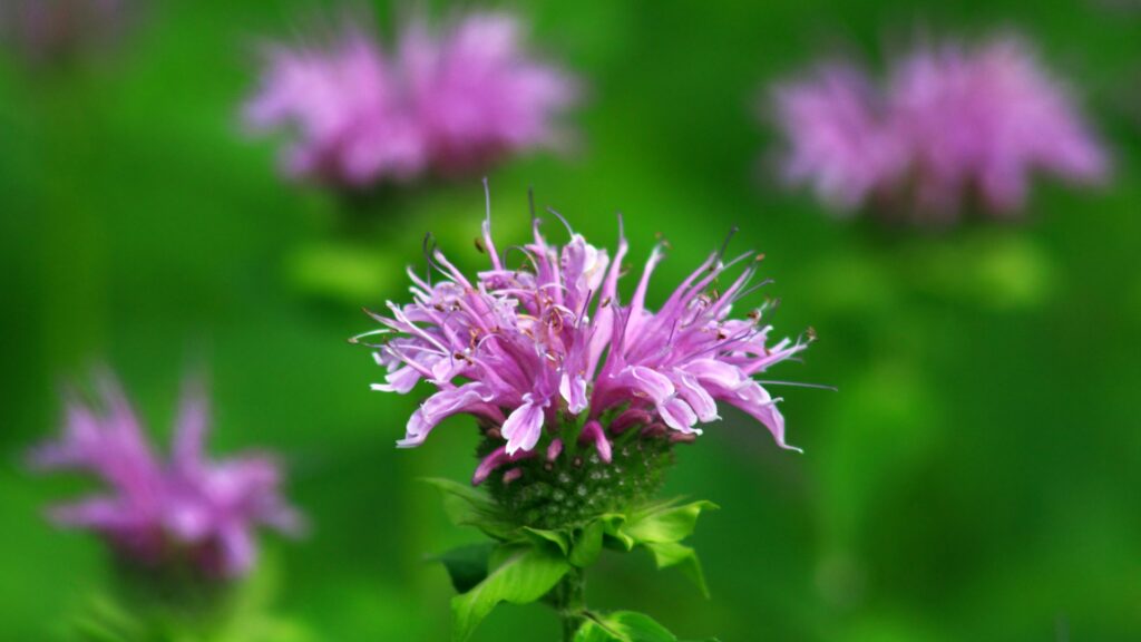 bee balm flower