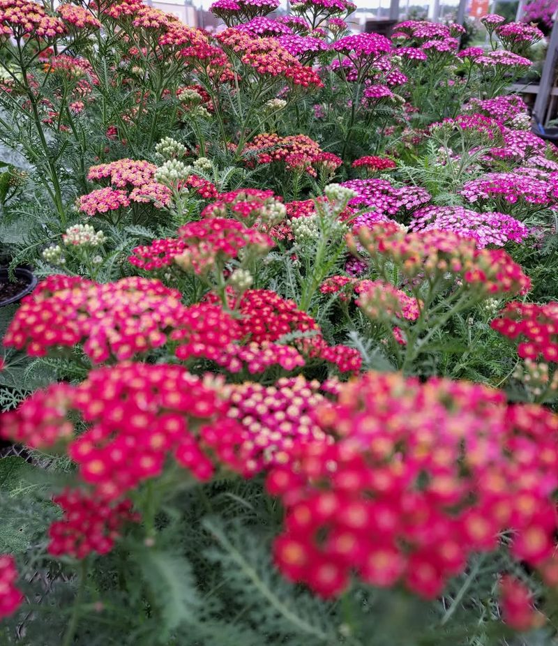 Yarrow