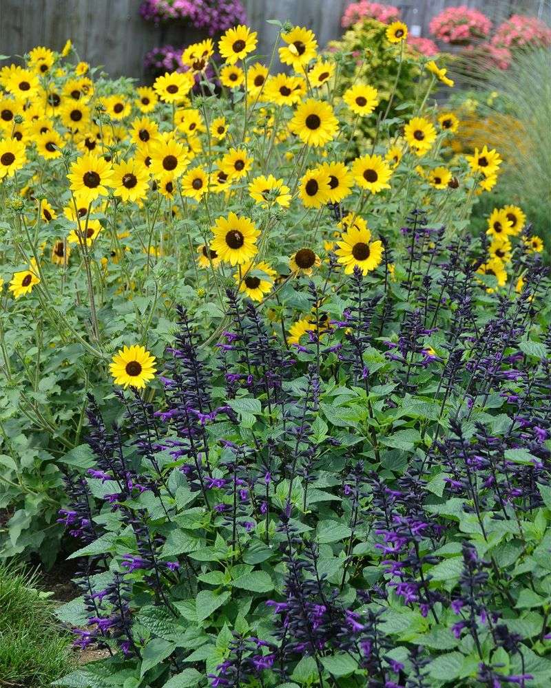 Salvia