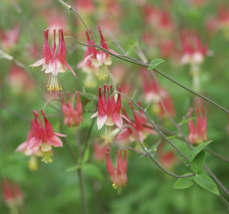 Columbine (Aquilegia canadensis)