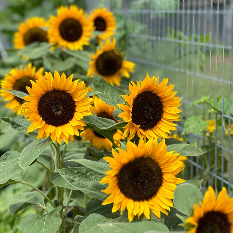 Sunflowers: Tall Trellises With Benefits