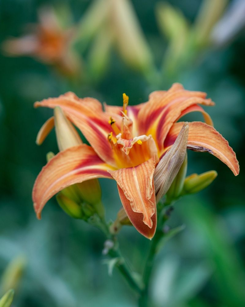 Daylilies: Buttery Blooms