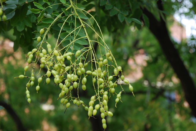 Japanese Pagoda Tree