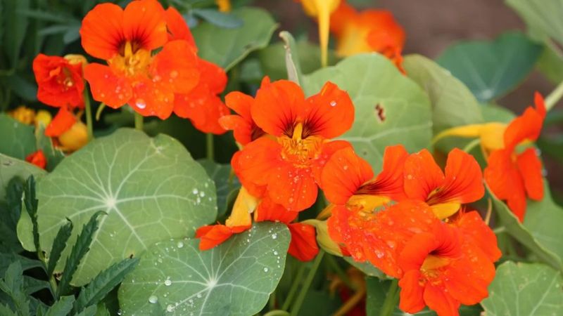 Pest-Repelling Nasturtiums