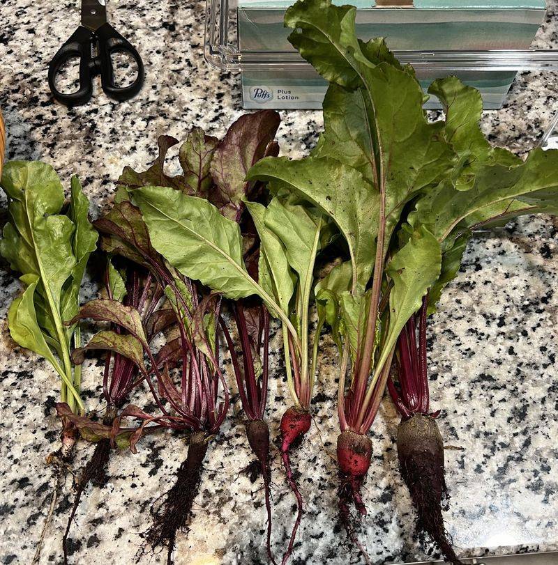Floating Beet Raft System