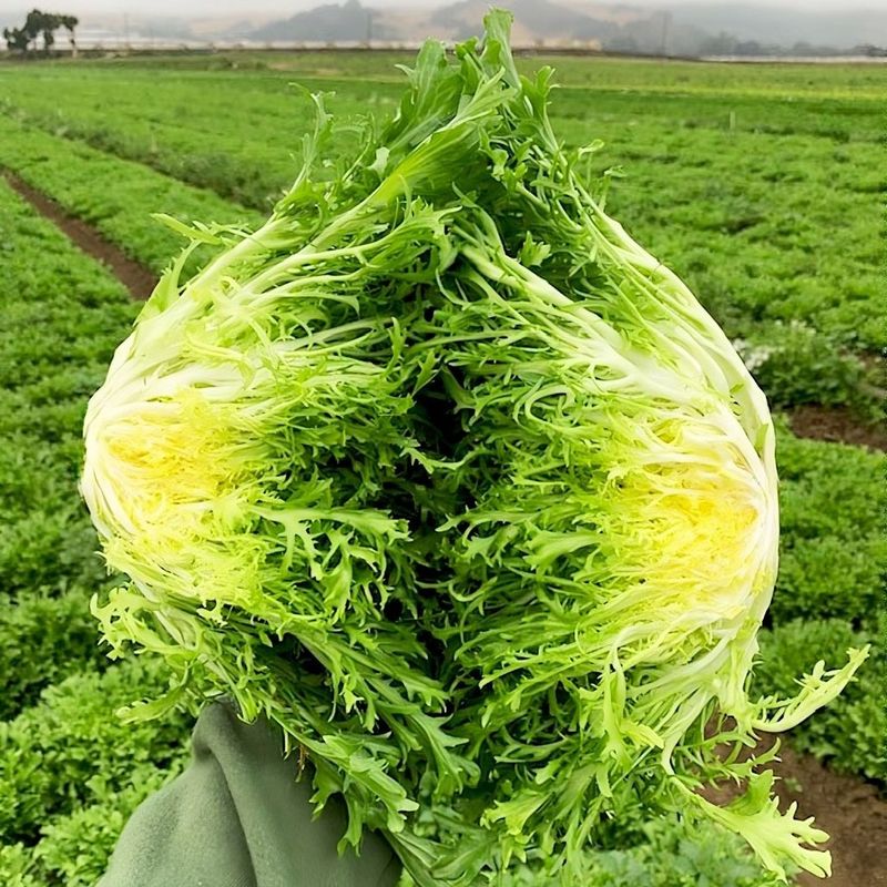 Endive