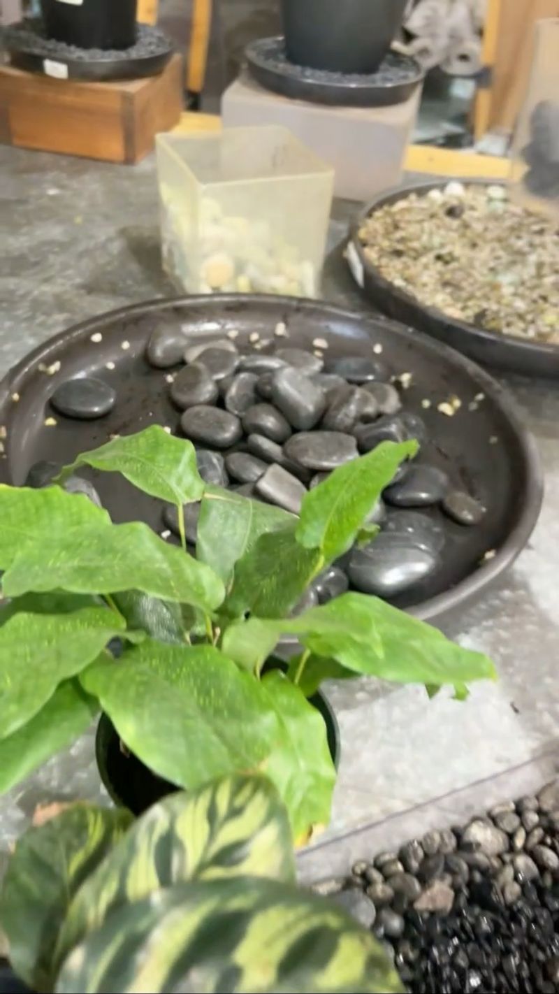 Pebble Tray Humidity Method