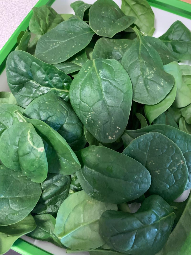 Spinach