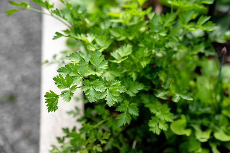 Parsley
