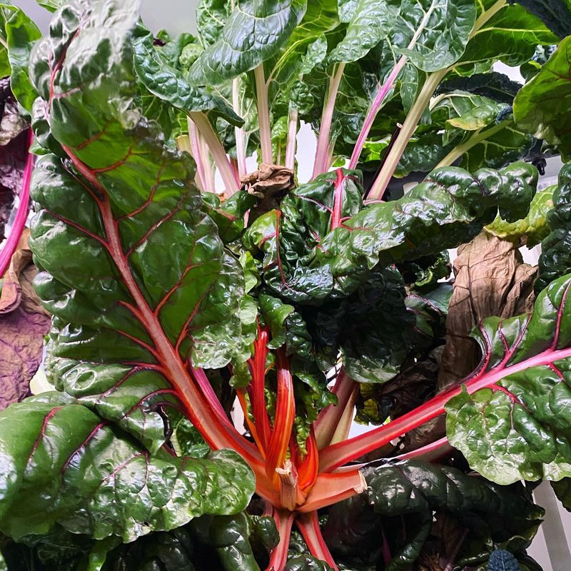 Swiss Chard