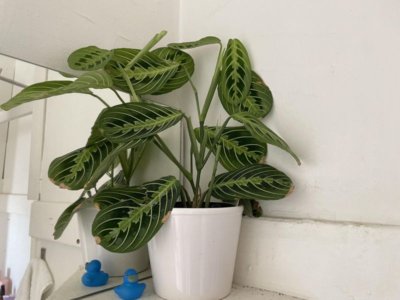 Prayer Plant