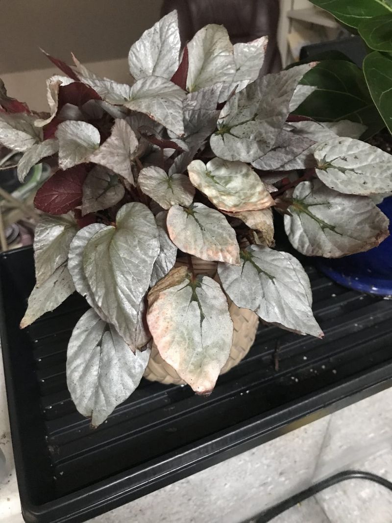 Begonia 'Silver Limbo'