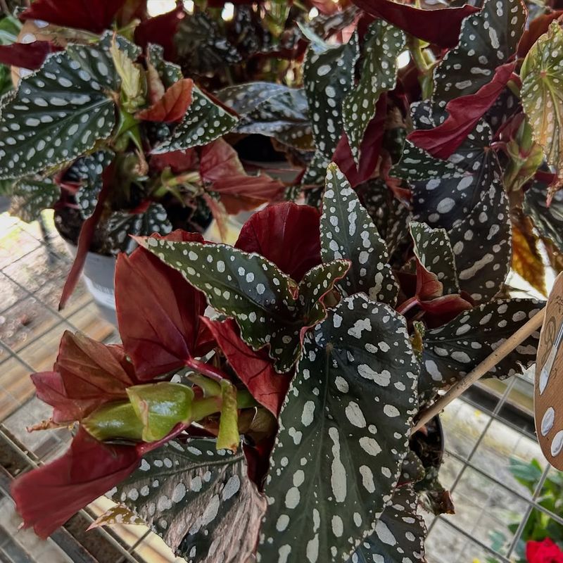 Begonia 'Cathedral'