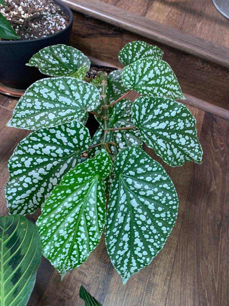 Begonia 'Snowcapped'