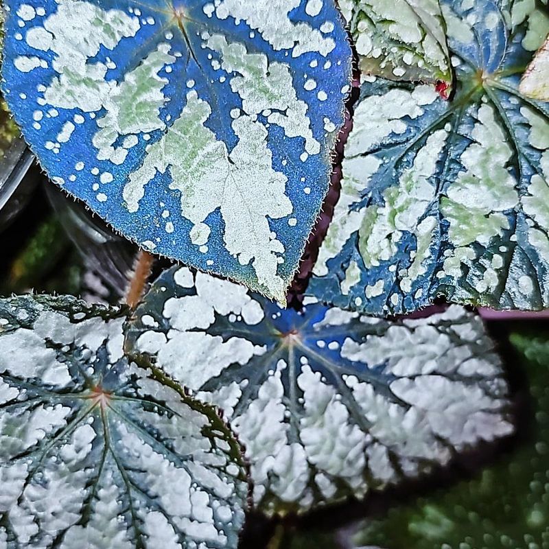 Begonia 'Silver Queen'