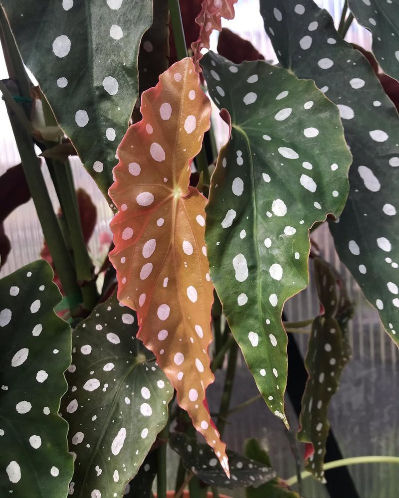 Begonia 'Wightii'