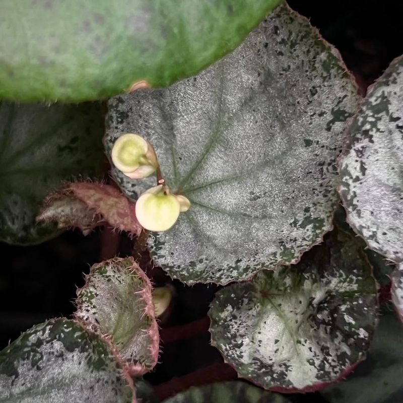 Begonia 'Silver Splash'