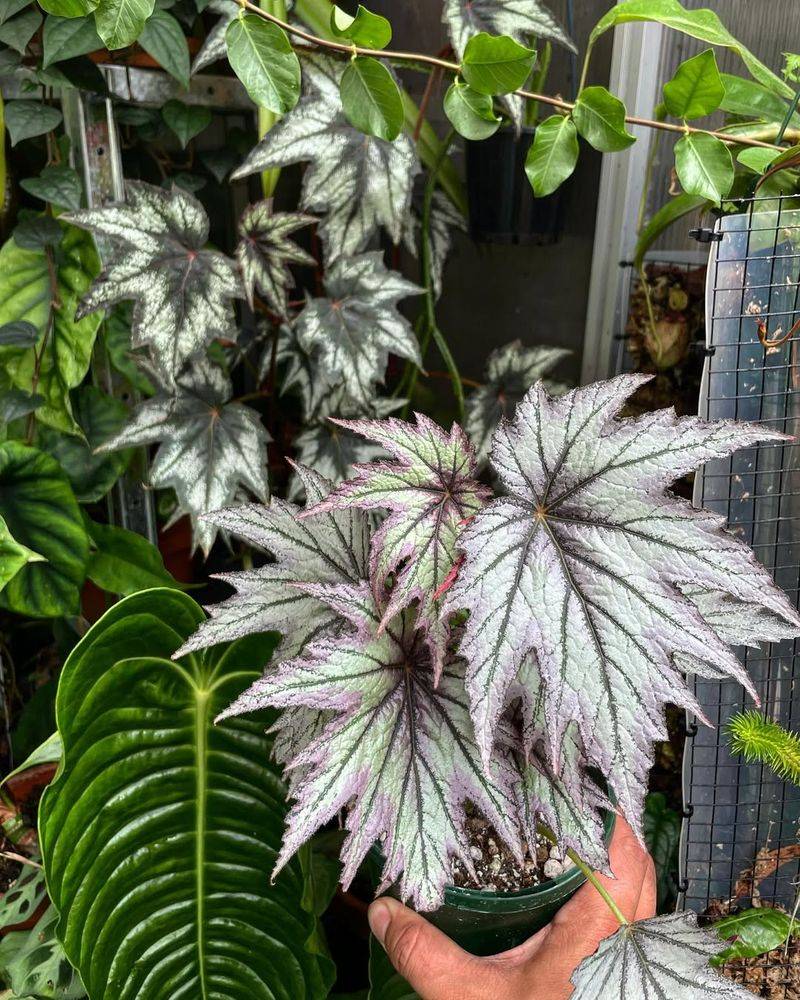 Begonia 'Connie Boswell'