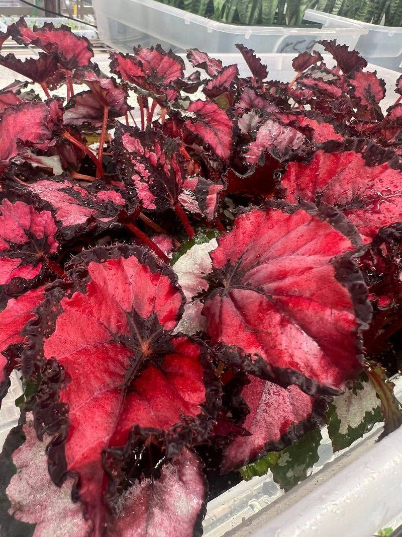 Begonia 'Harmony's Red Robin'