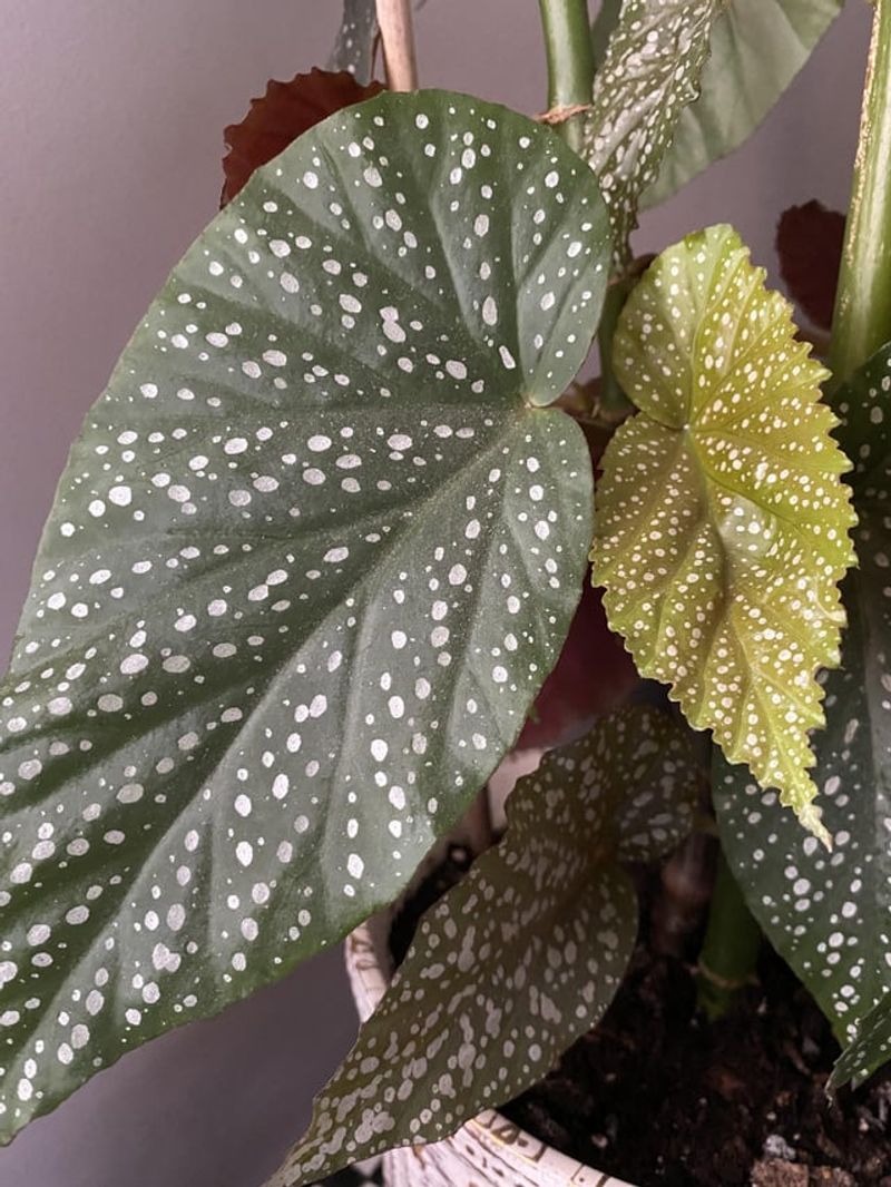 Begonia 'Lucerna'
