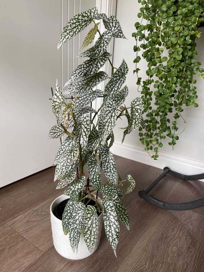 Begonia 'Silver Jewel'