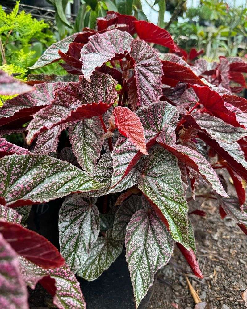 Begonia 'Benigo Pink'