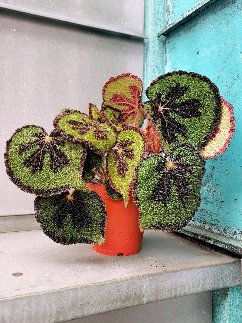 Begonia 'Iron Cross'