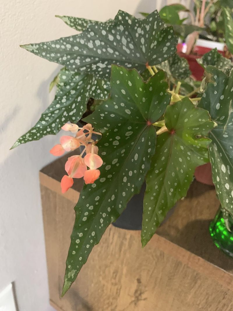 Begonia 'Medora'