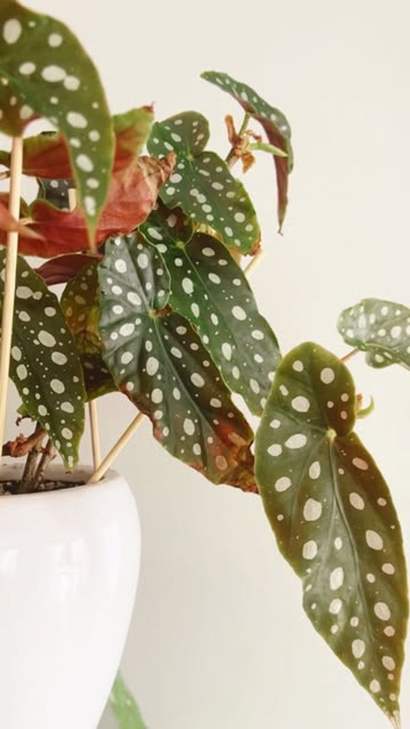 Begonia 'Dotsy'