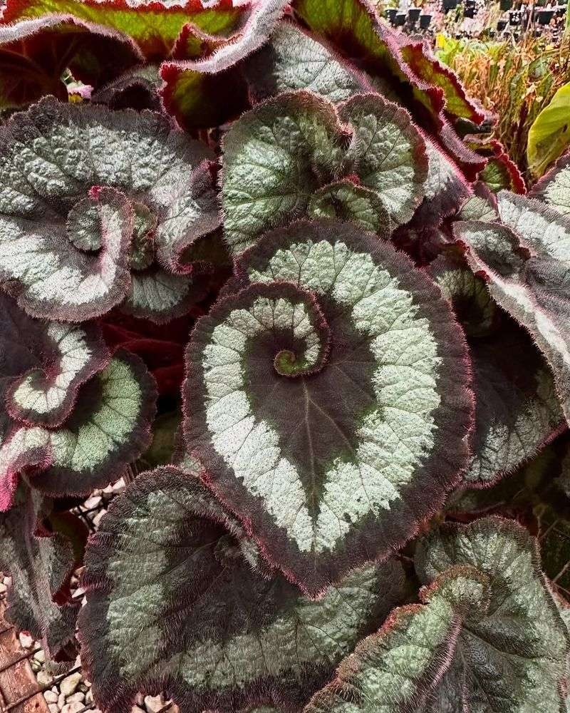 Begonia Rex 'Escargot'