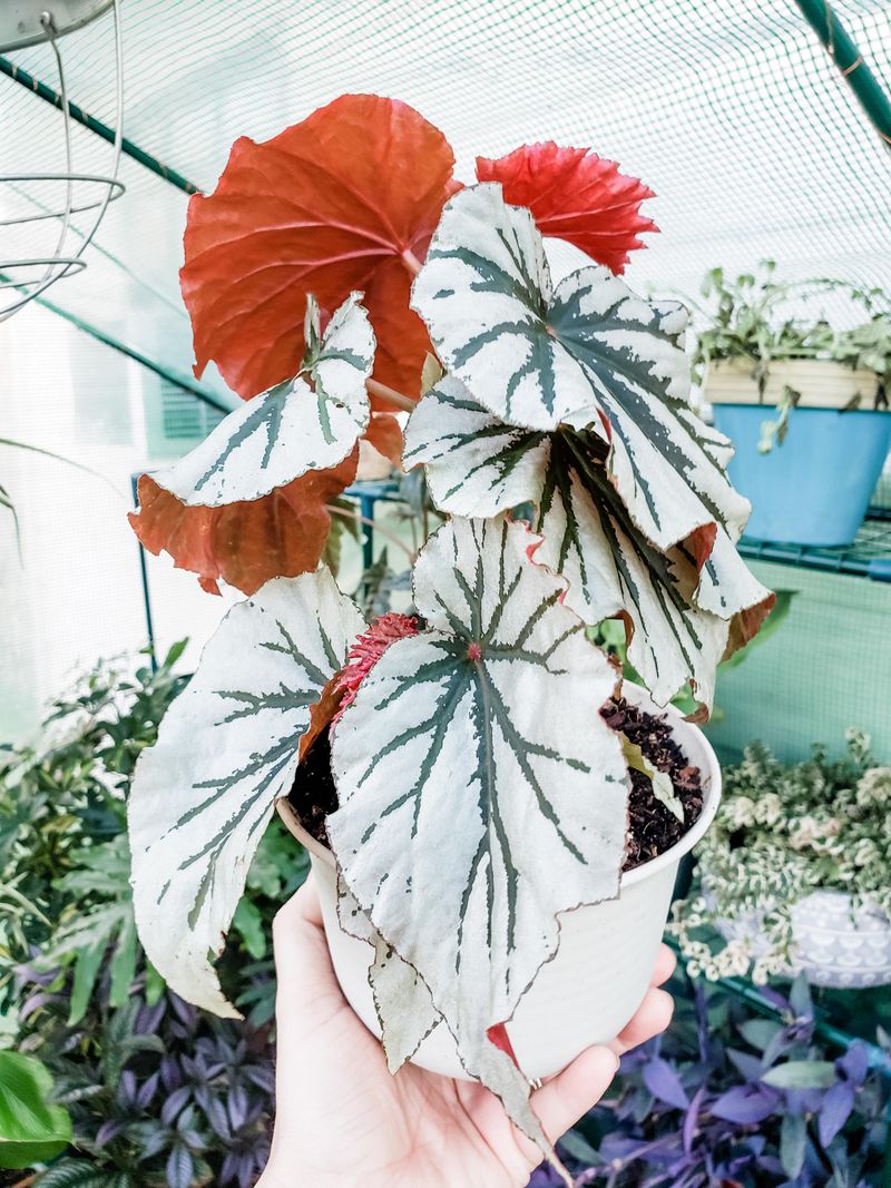 Begonia 'Looking Glass'