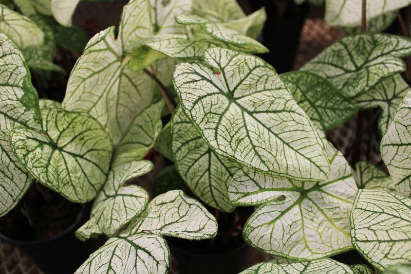 Caladium