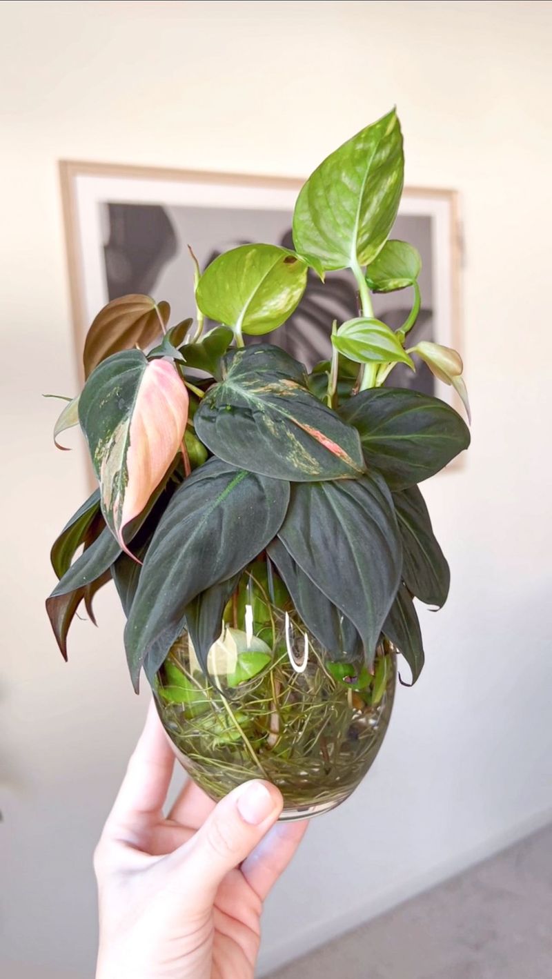 Philodendron